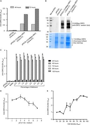 Expression, Purification and Characterization of the Hepatitis E Virus Like-Particles in the Pichia pastoris